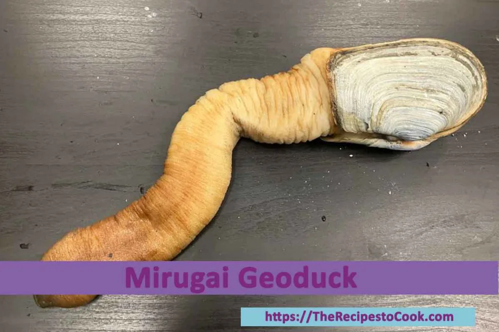 mirugai geoduck recipe